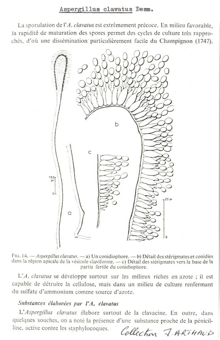 Aspergillus clavatus