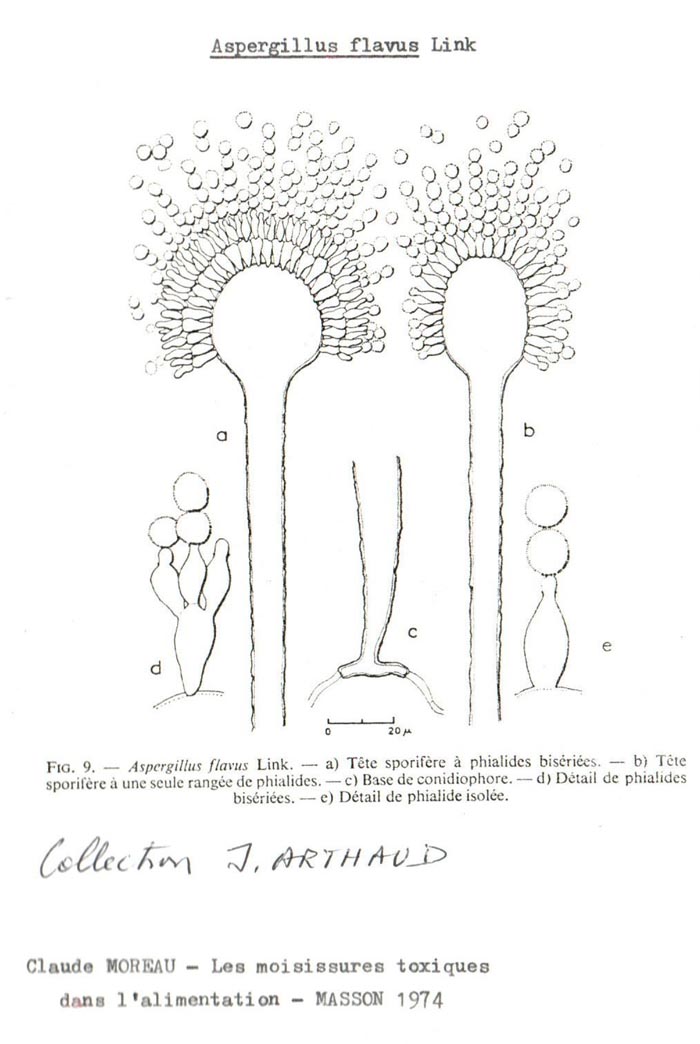 Aspergillus flavus