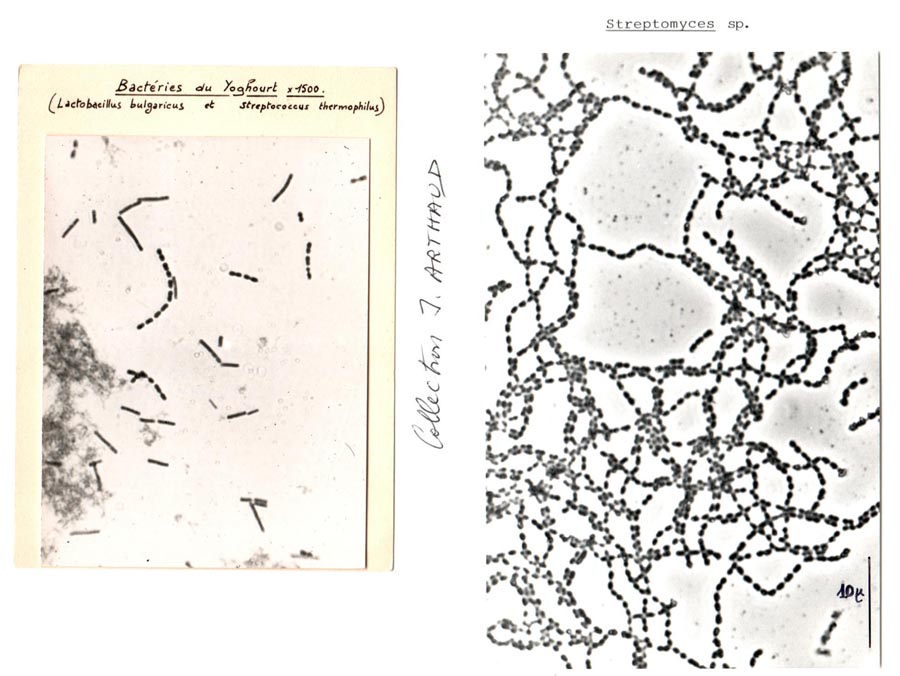 Bactéries saprophytes