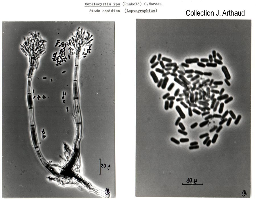 Ceratocystis ips