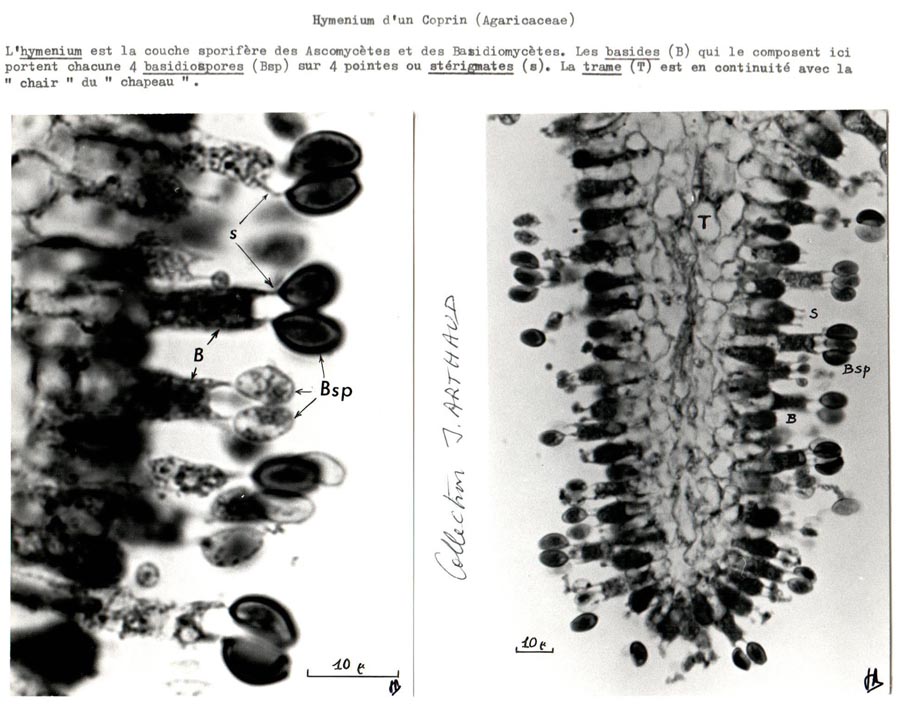 Hyménium d'un coprin