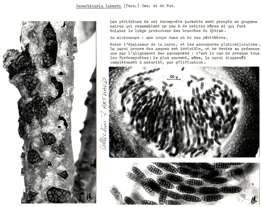 Cucurbitaria laburni