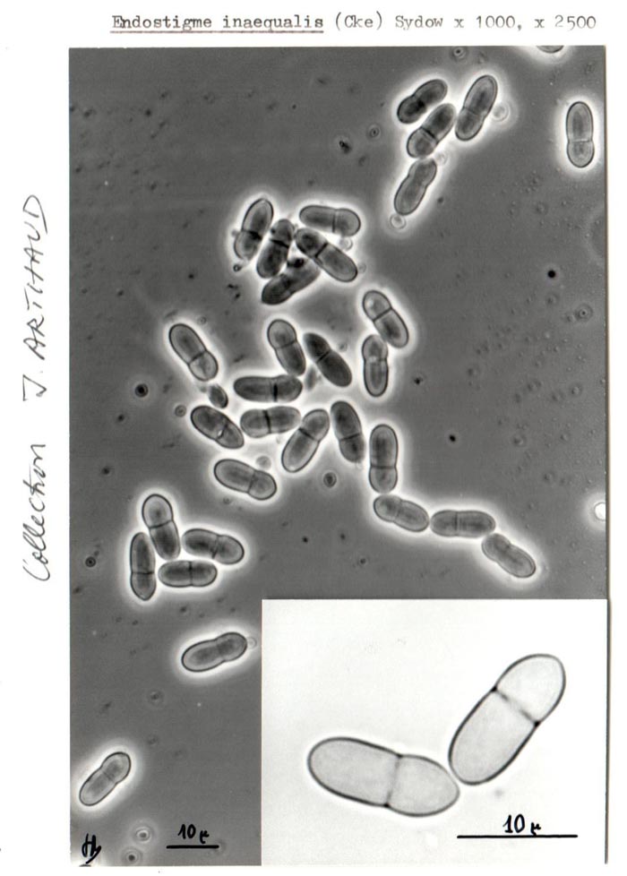 Endostigme inaequalis