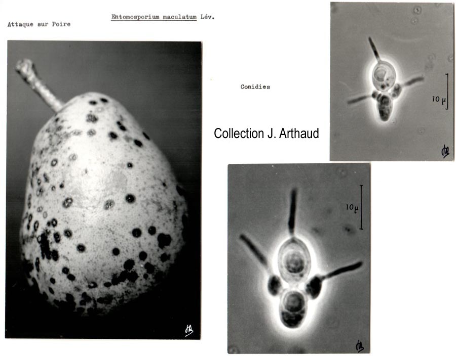 Entomosporium maculatum