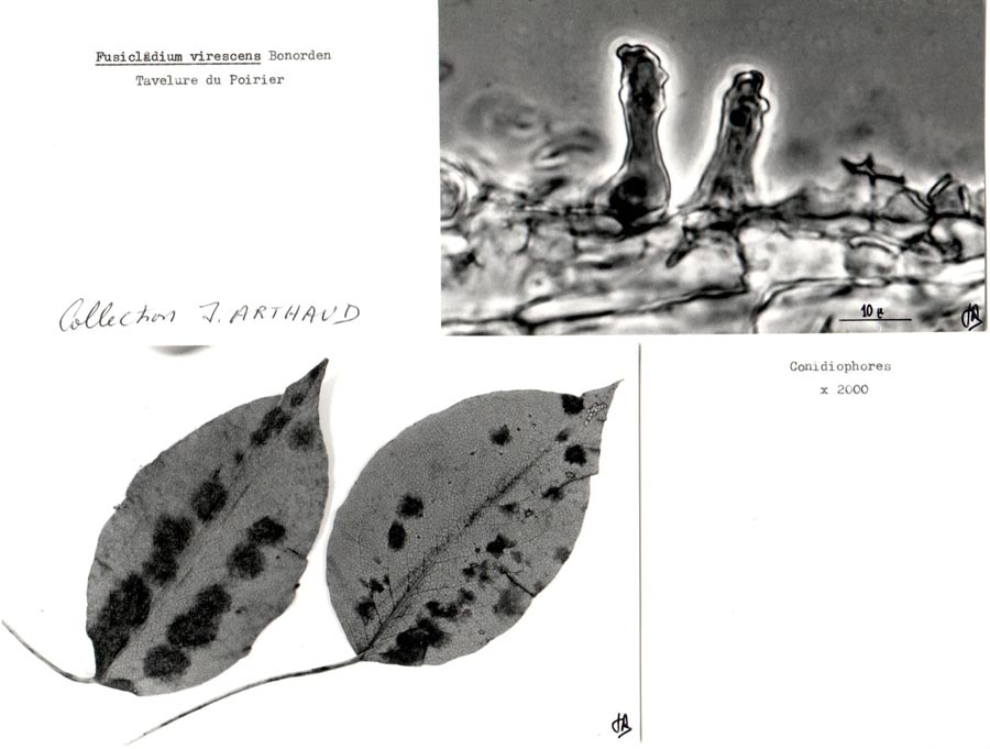 Fusicladium virescens