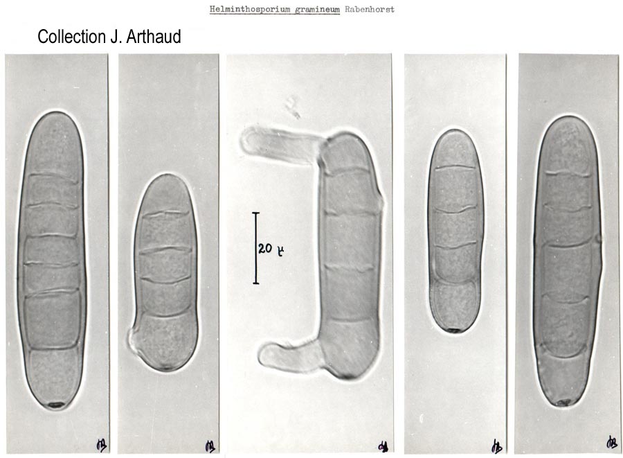 Helminthosporium graminearum