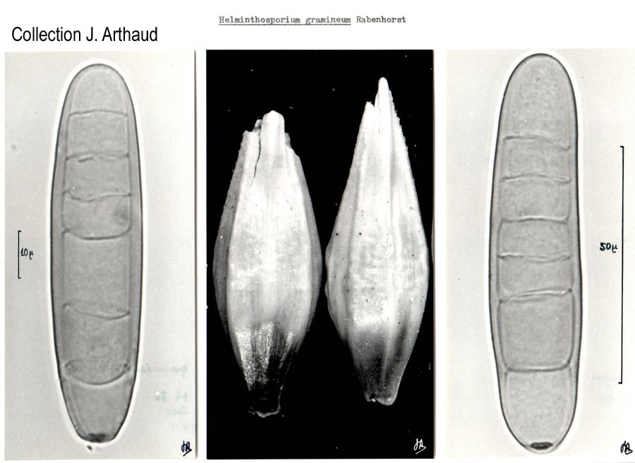 Helminthosporium graminearum