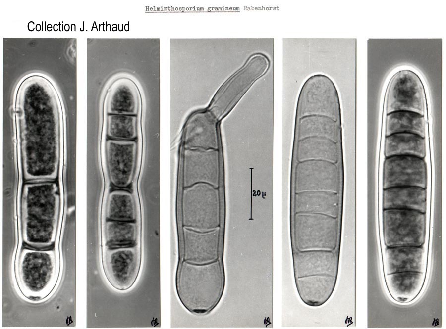 Helminthosporium graminearum