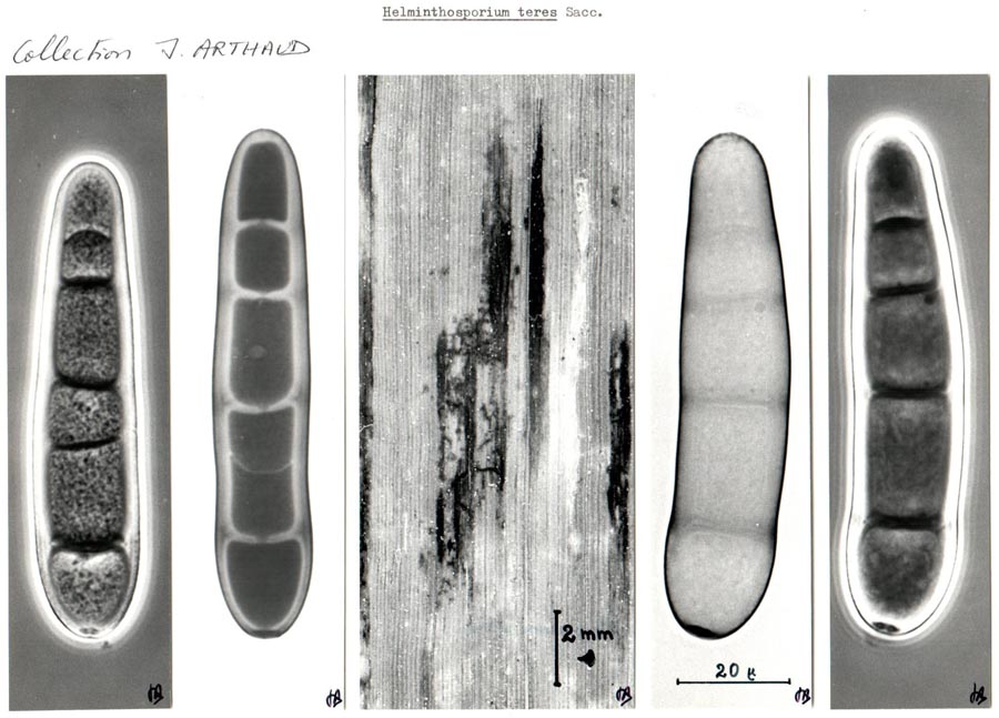 Helminthosporium teres