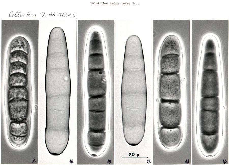 Helminthosporium teres