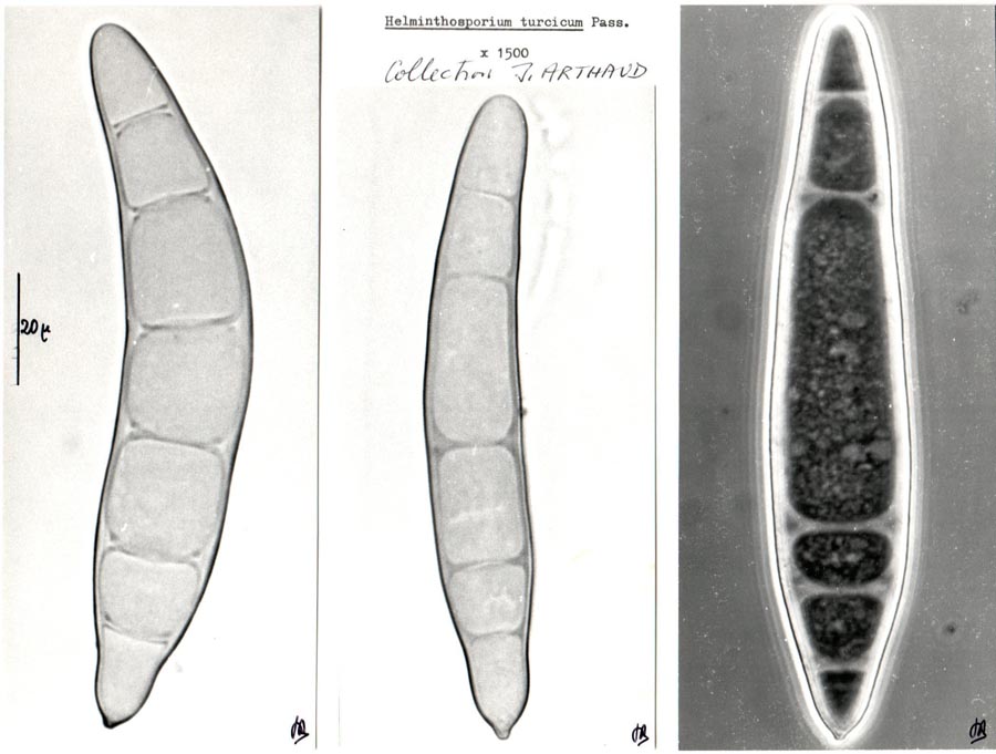 Helminthosporium turcicum