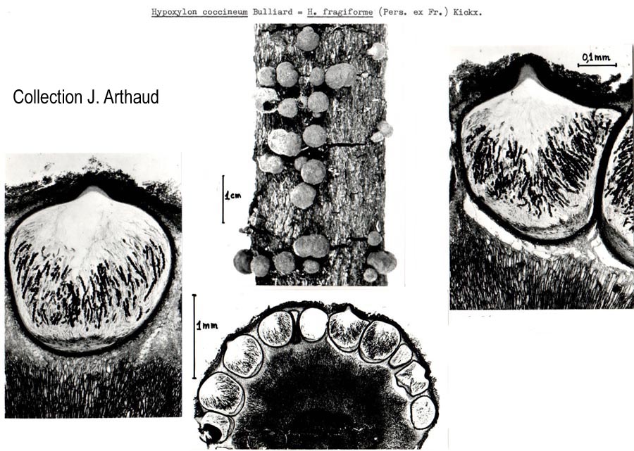 Hypoxylon fragiforme