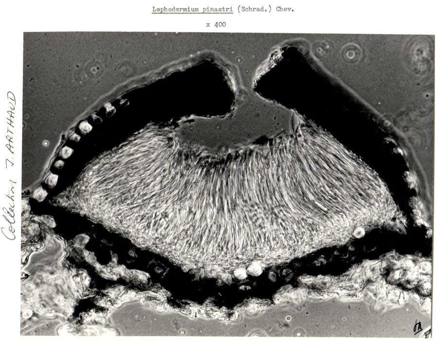 Lophodermium pinastri