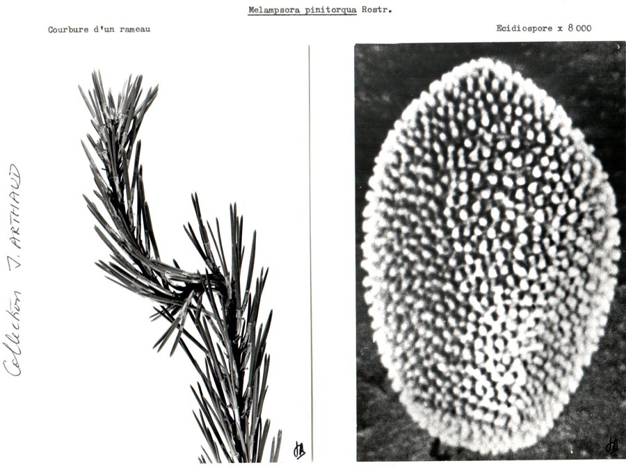 Melampsora populnea (Melampsora pinitorqua)