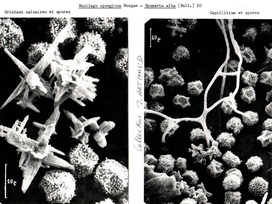 Mucilago spongiosa