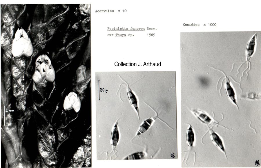 Pestalotia funerea