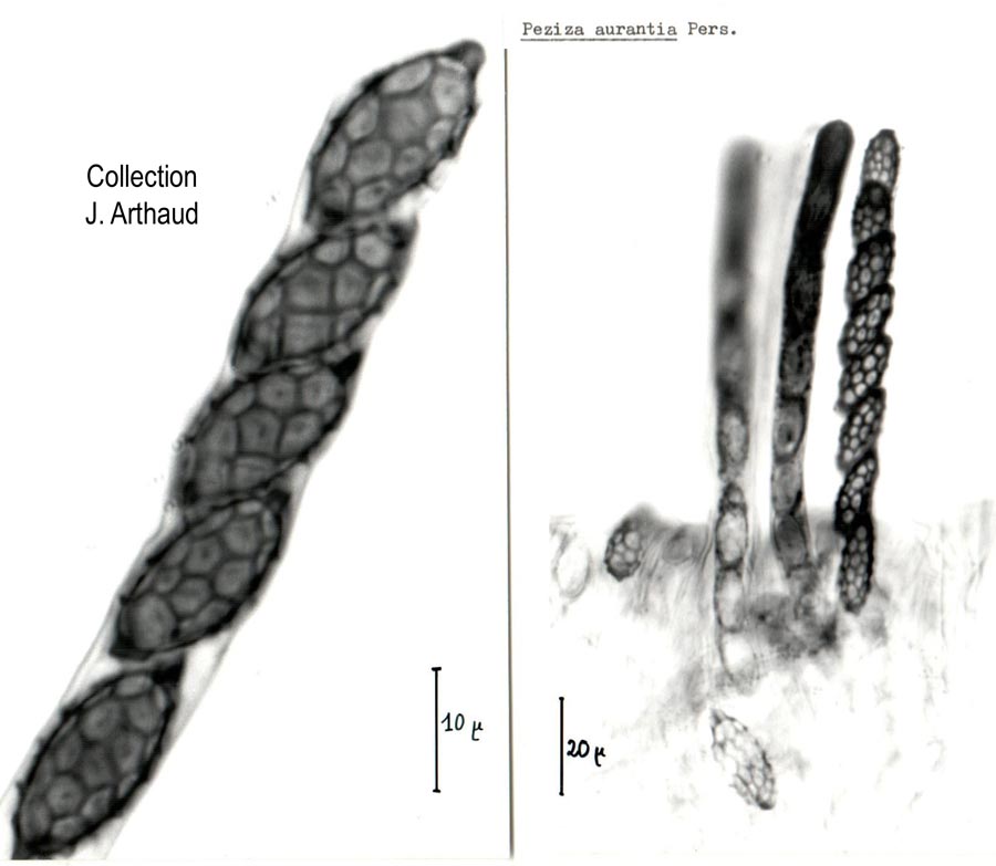 Aleuria aurantia (Peziza aurantia)