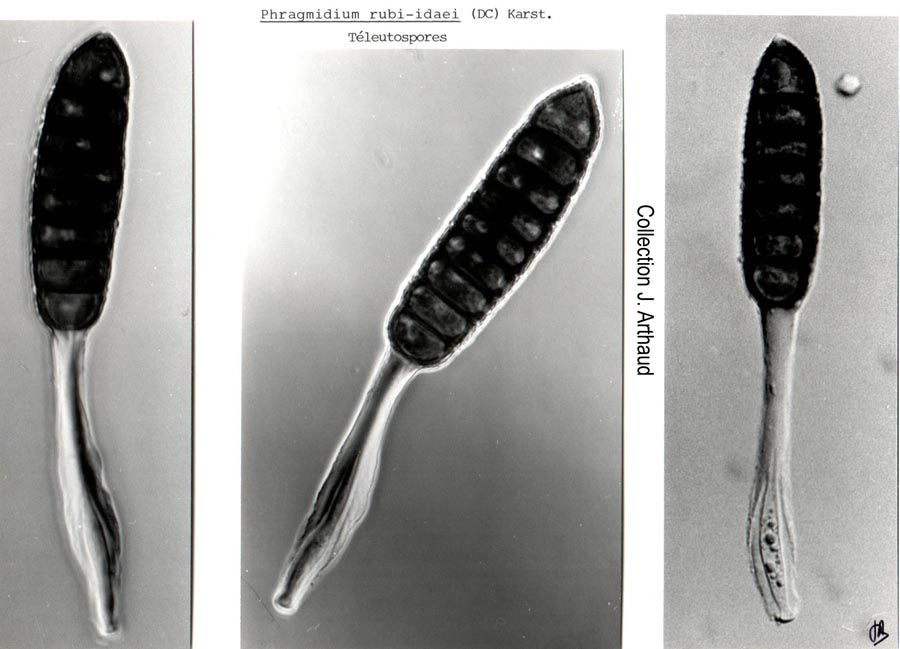 Phragmidium rubi-idaei