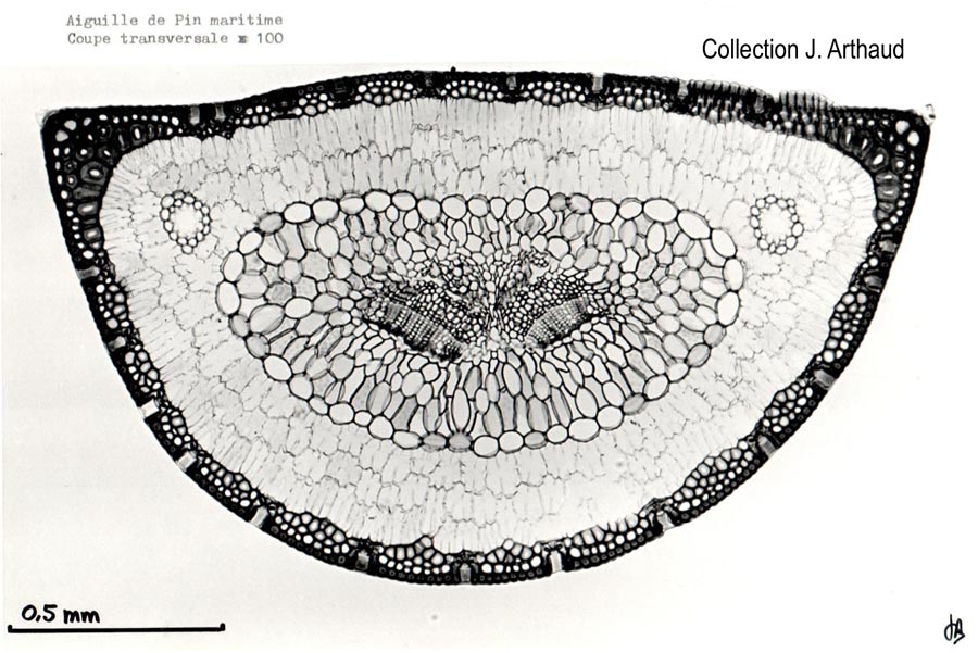 Pin maritime, coupe transversale d'une aiguille