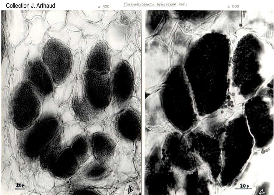 Plasmodiophora brassicae