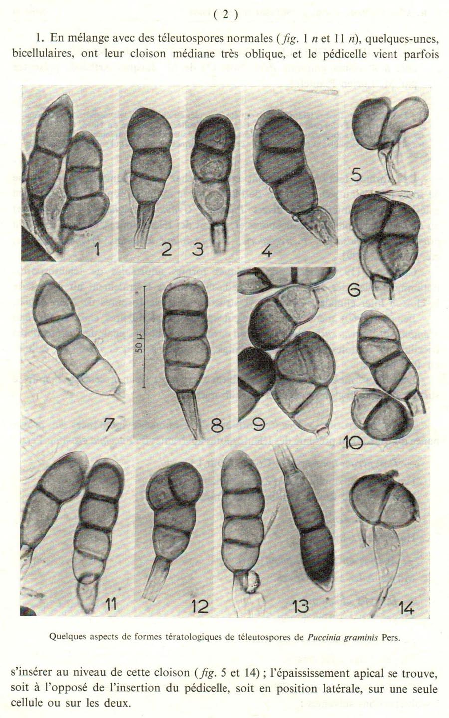 Puccinia graminis