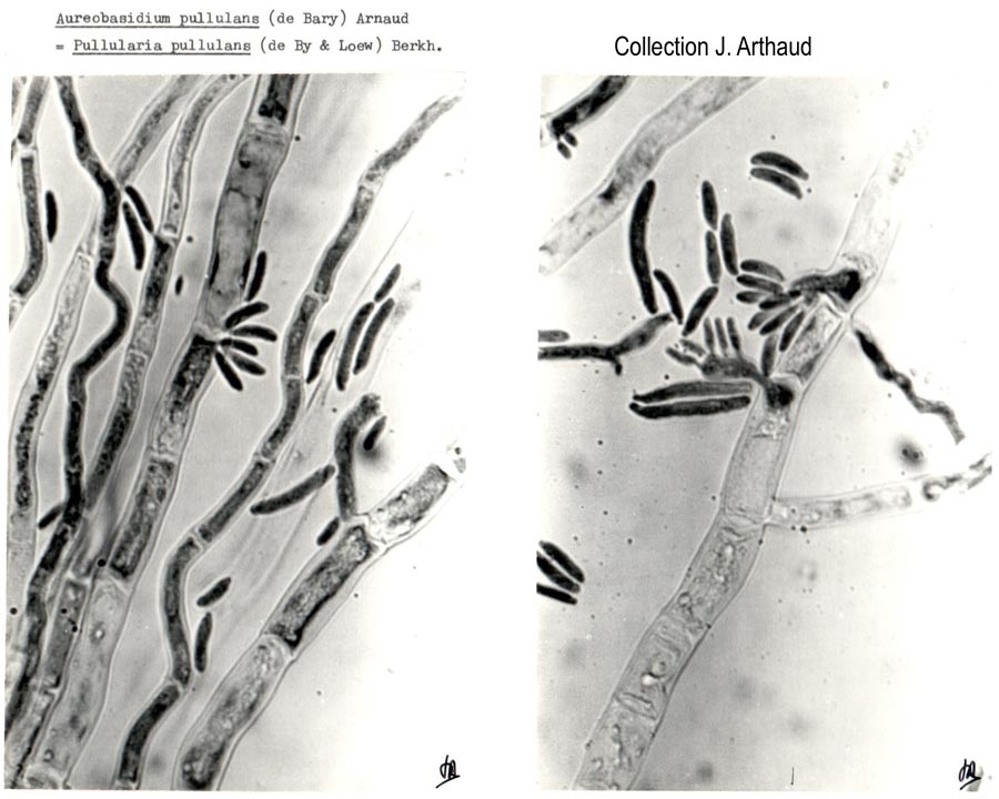 Pullularia pullulans