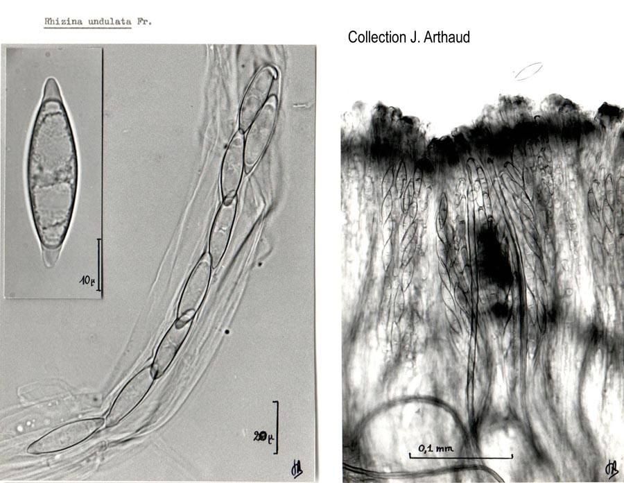 Rhizina undulata