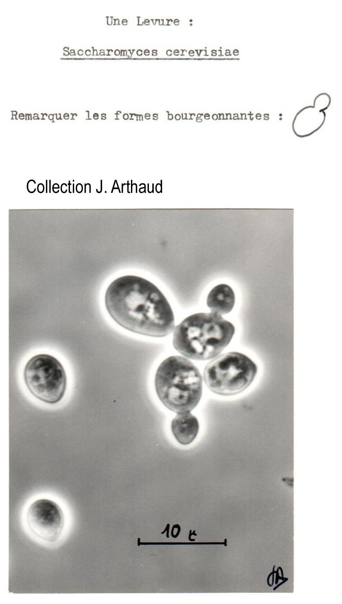 Saccharomyces cerevisiae