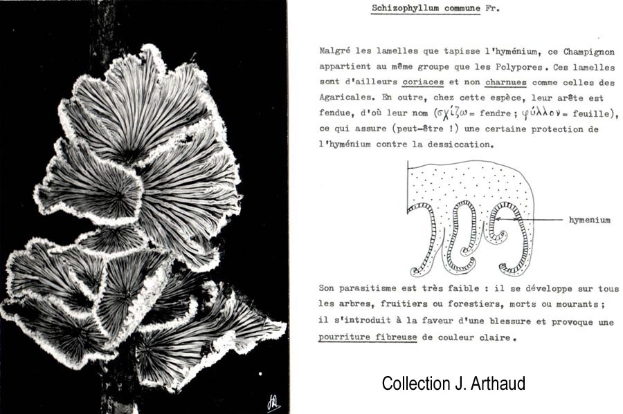 Schizophyllum commune