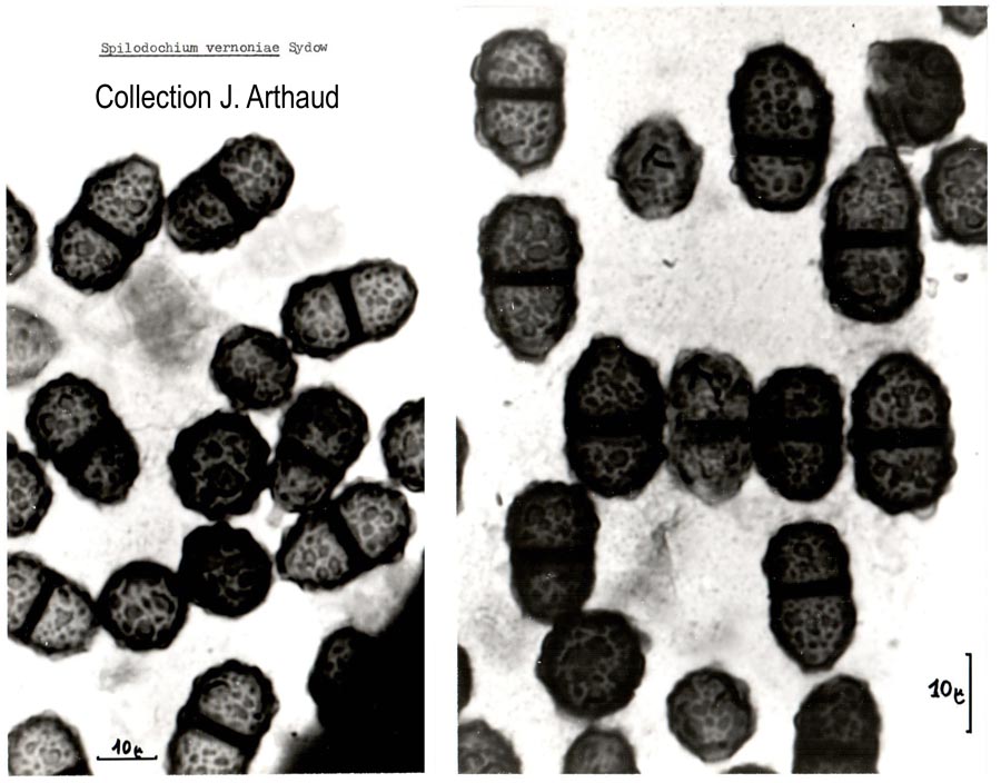 Spilodochium vernoniae