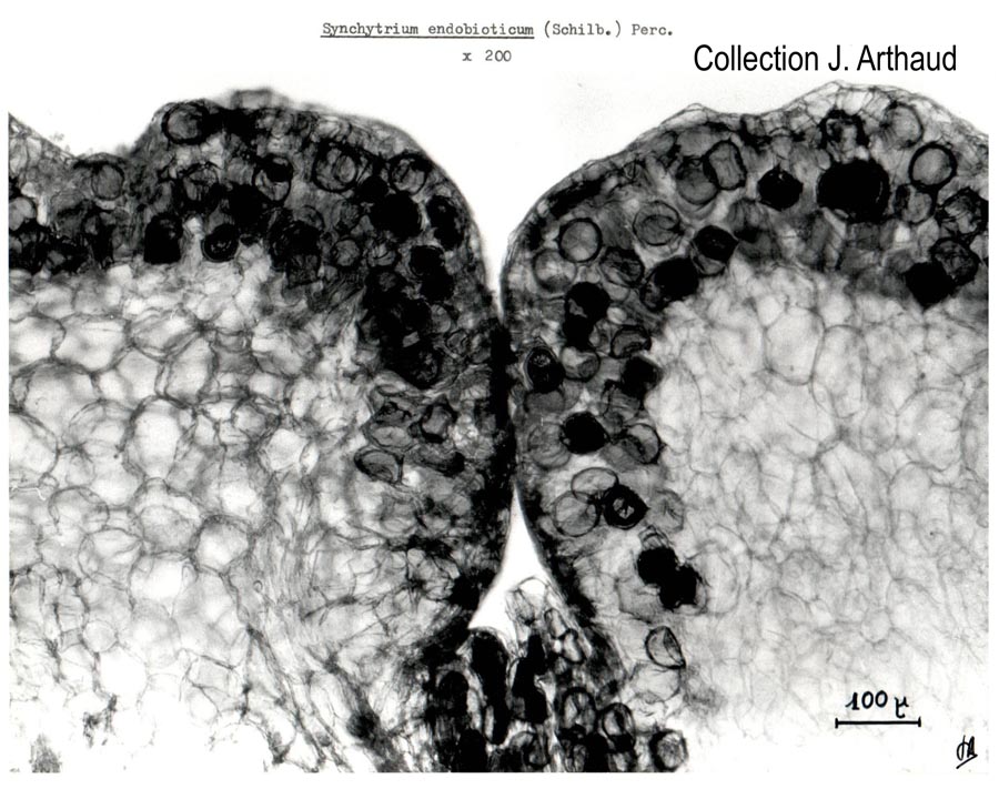 Synchitrium endobioticum