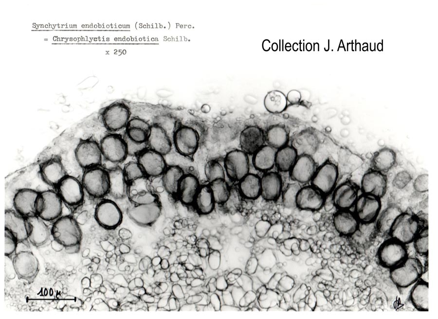 Synchitrium endobioticum