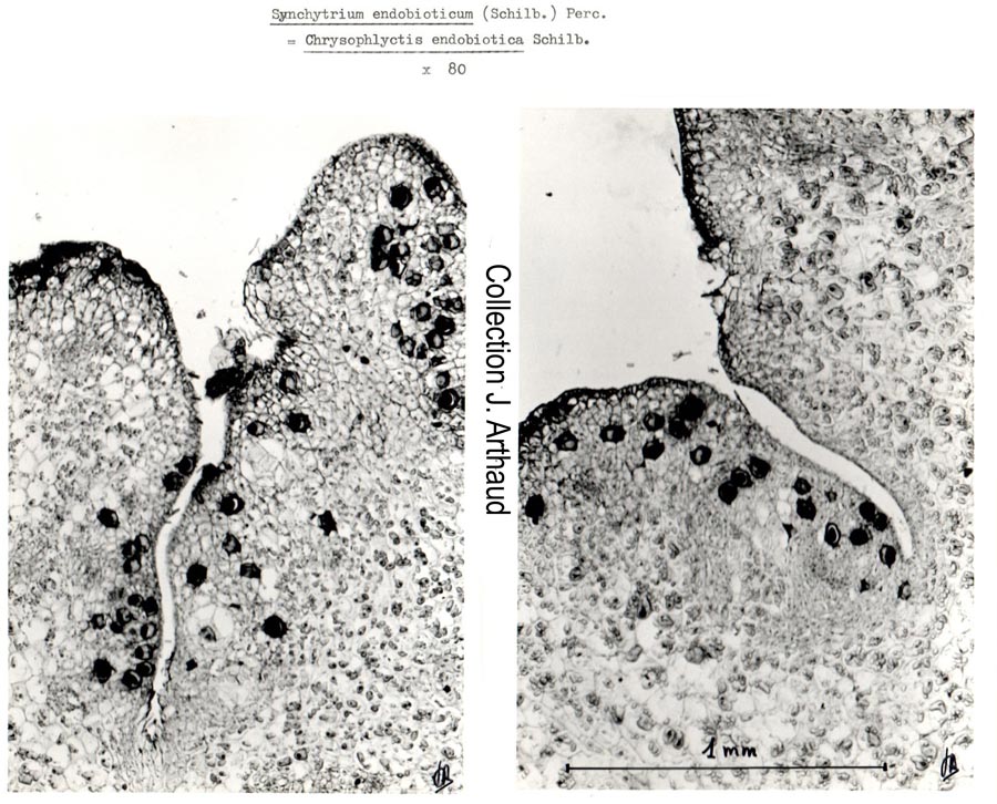 Synchitrium endobioticum