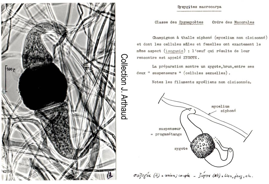 Syzygites macrocarpa