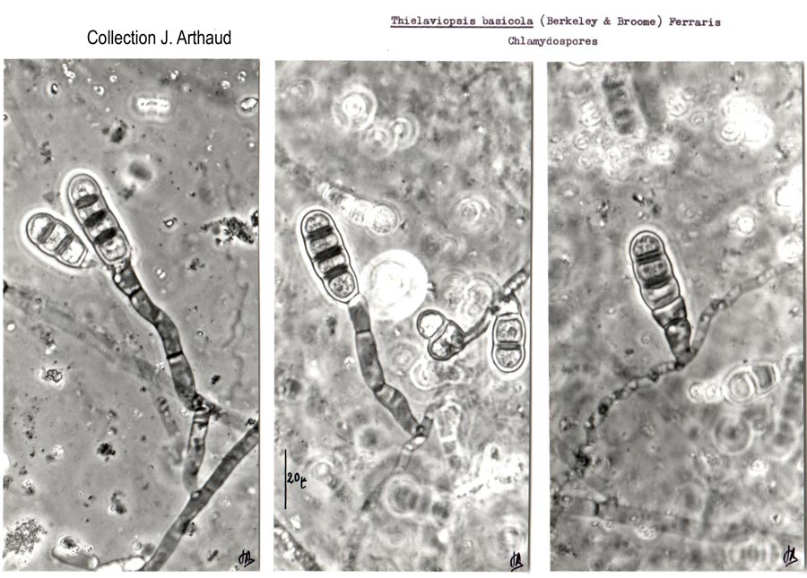 Thielaviopsis basicola (Chalara elegans)