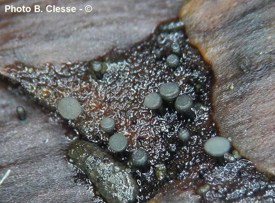 Allophylaria strobilina (Antinoa strobilina, Phialea strobilina)
