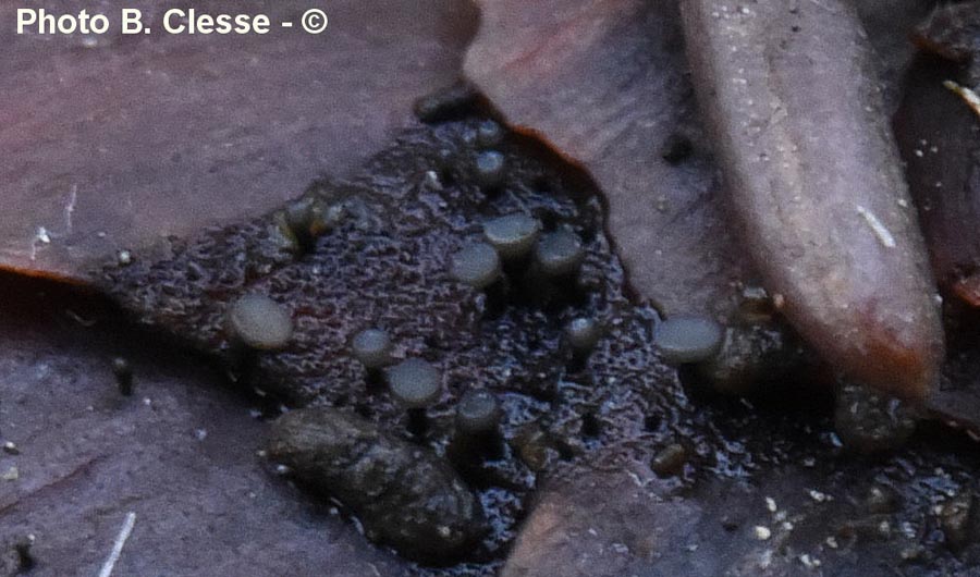 Allophylaria strobilina (Antinoa strobilina, Phialea strobilina)