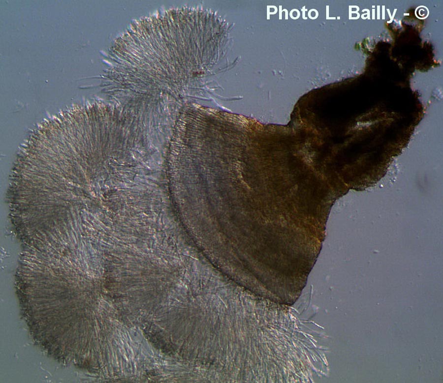 Allophylaria strobilina (Antinoa strobilina, Phialea strobilina)