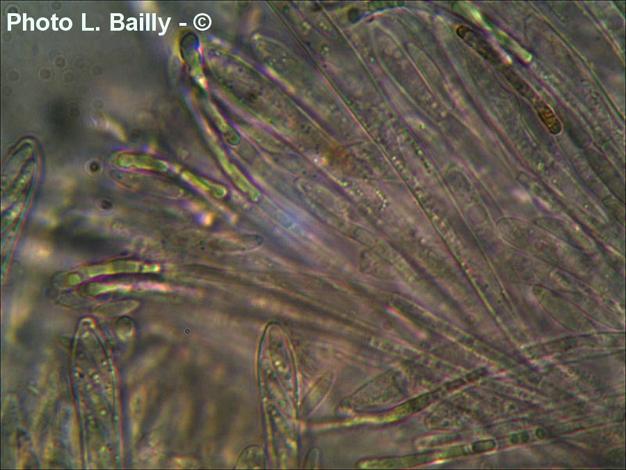 Allophylaria strobilina (Antinoa strobilina, Phialea strobilina)