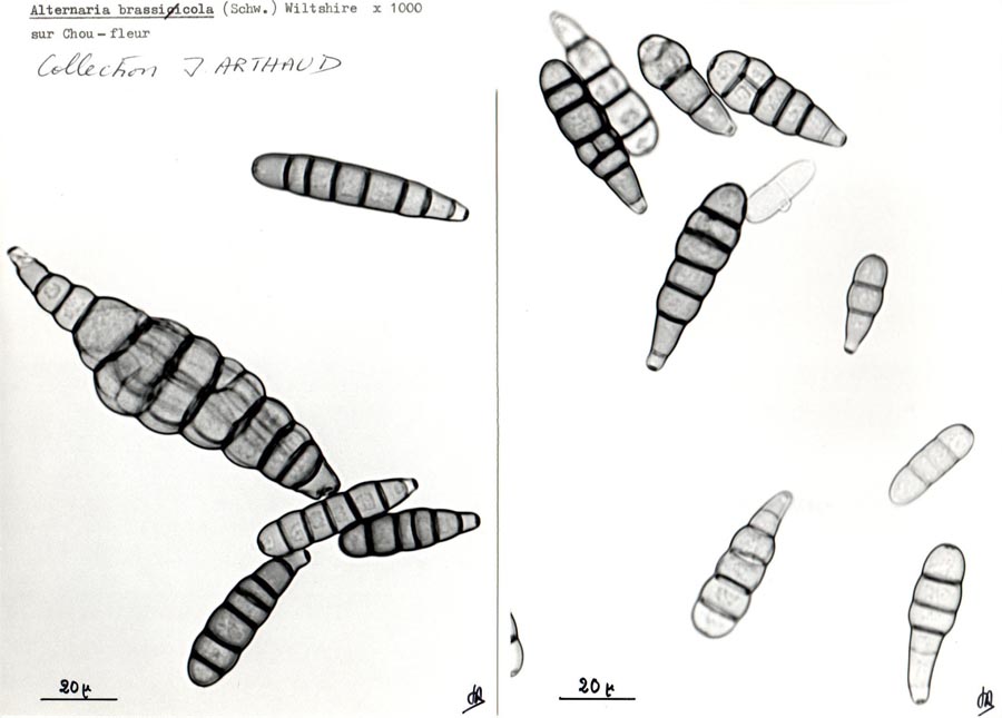 Alternaria brassicicola