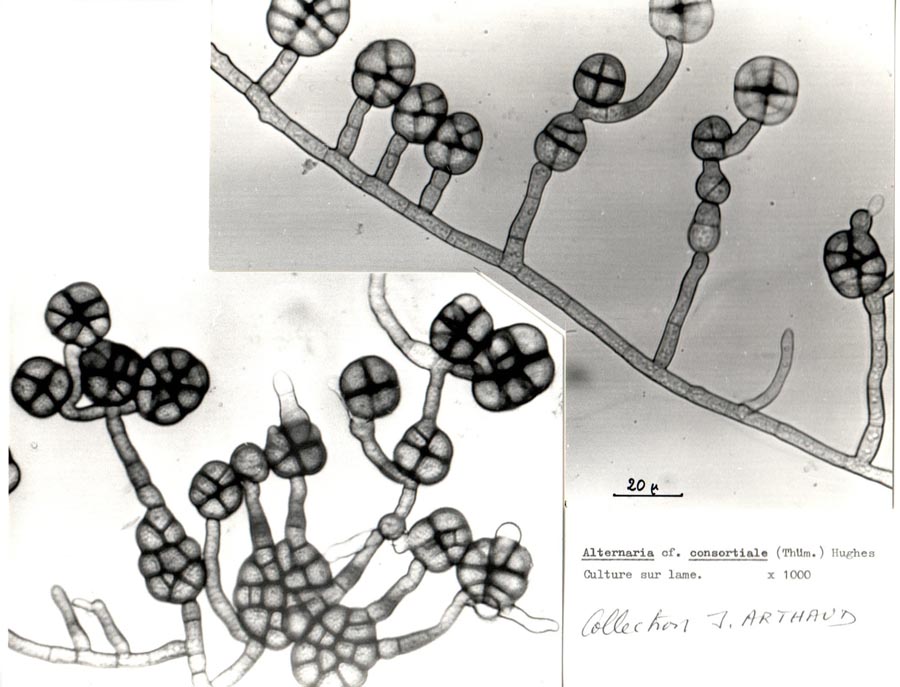 Alternaria consortiale