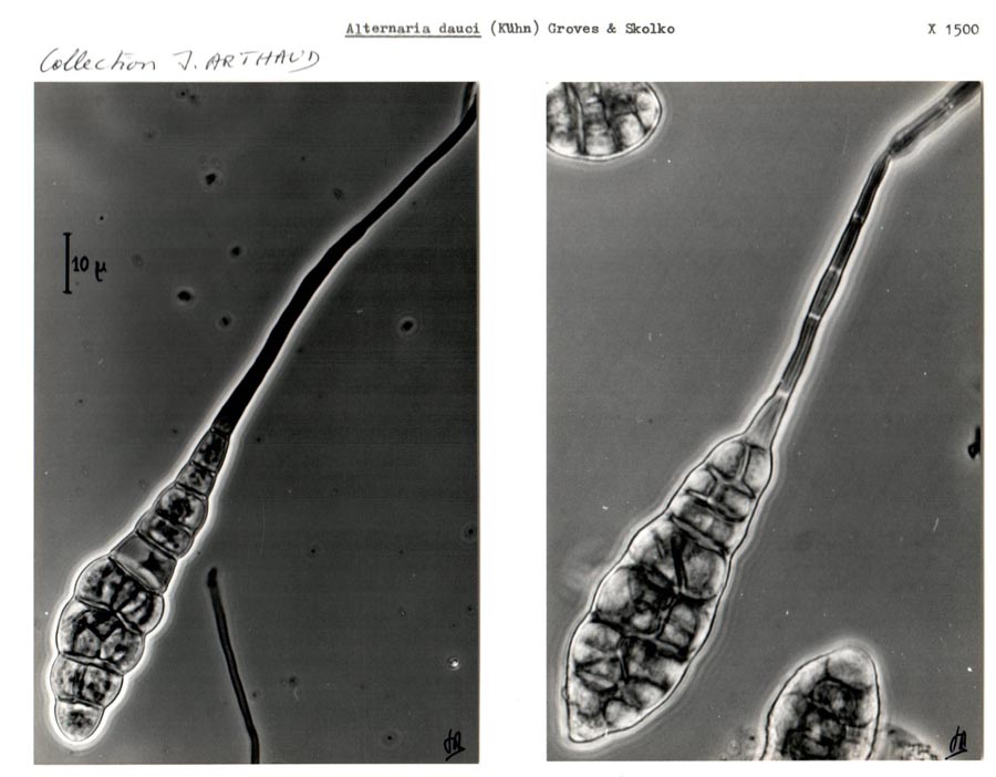 Alternaria dauci