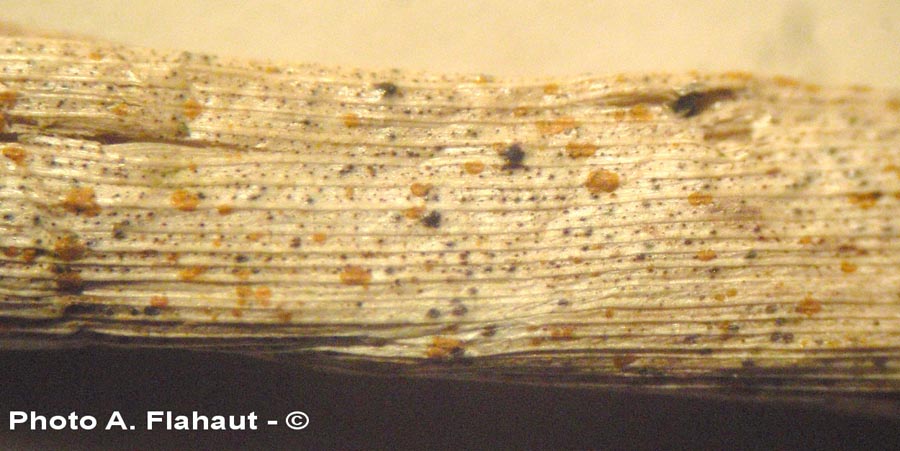 Anthostomella caricis
