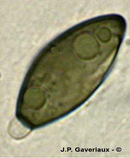 Anthostomella tomicoides