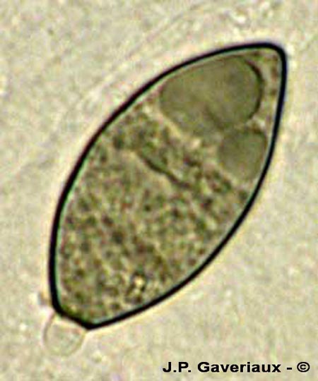 Anthostomella tomicoides