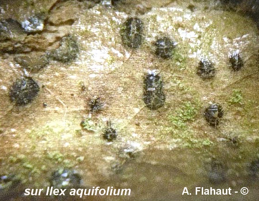 Aplosporella aquifolii