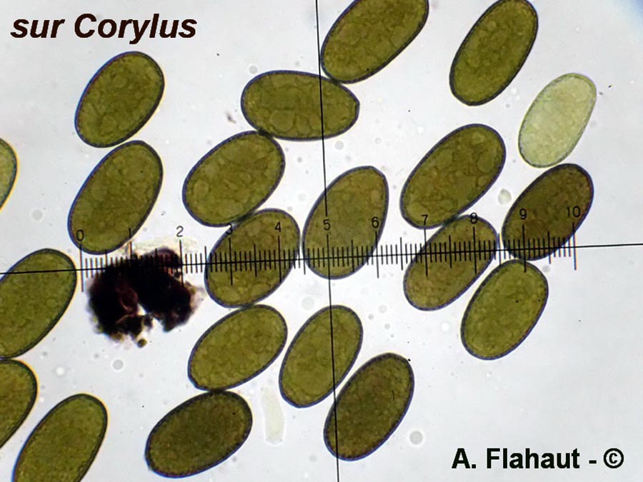 Aplosporella coryli
