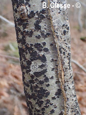 Ascodichaena rugosa