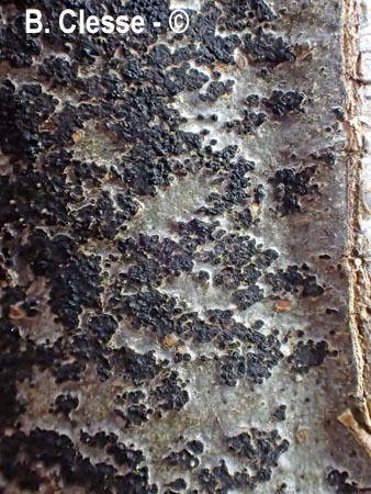 Ascodichaena rugosa