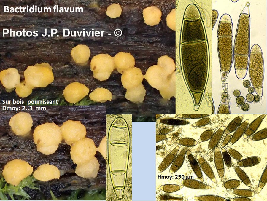 Bactridium flavum